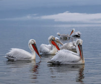 Lake Kerkini NP - Western Embankment